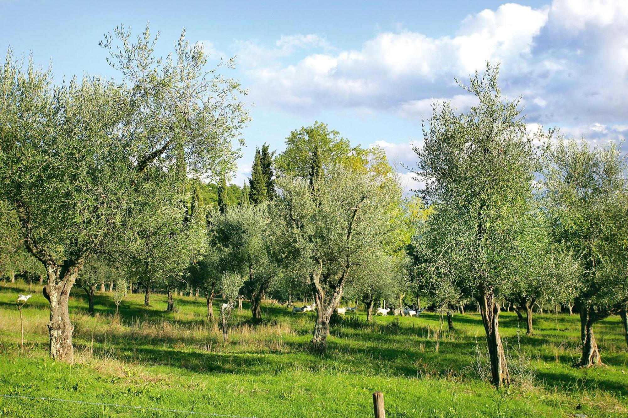 Tenuta La Bandita Sassetta Exterior foto